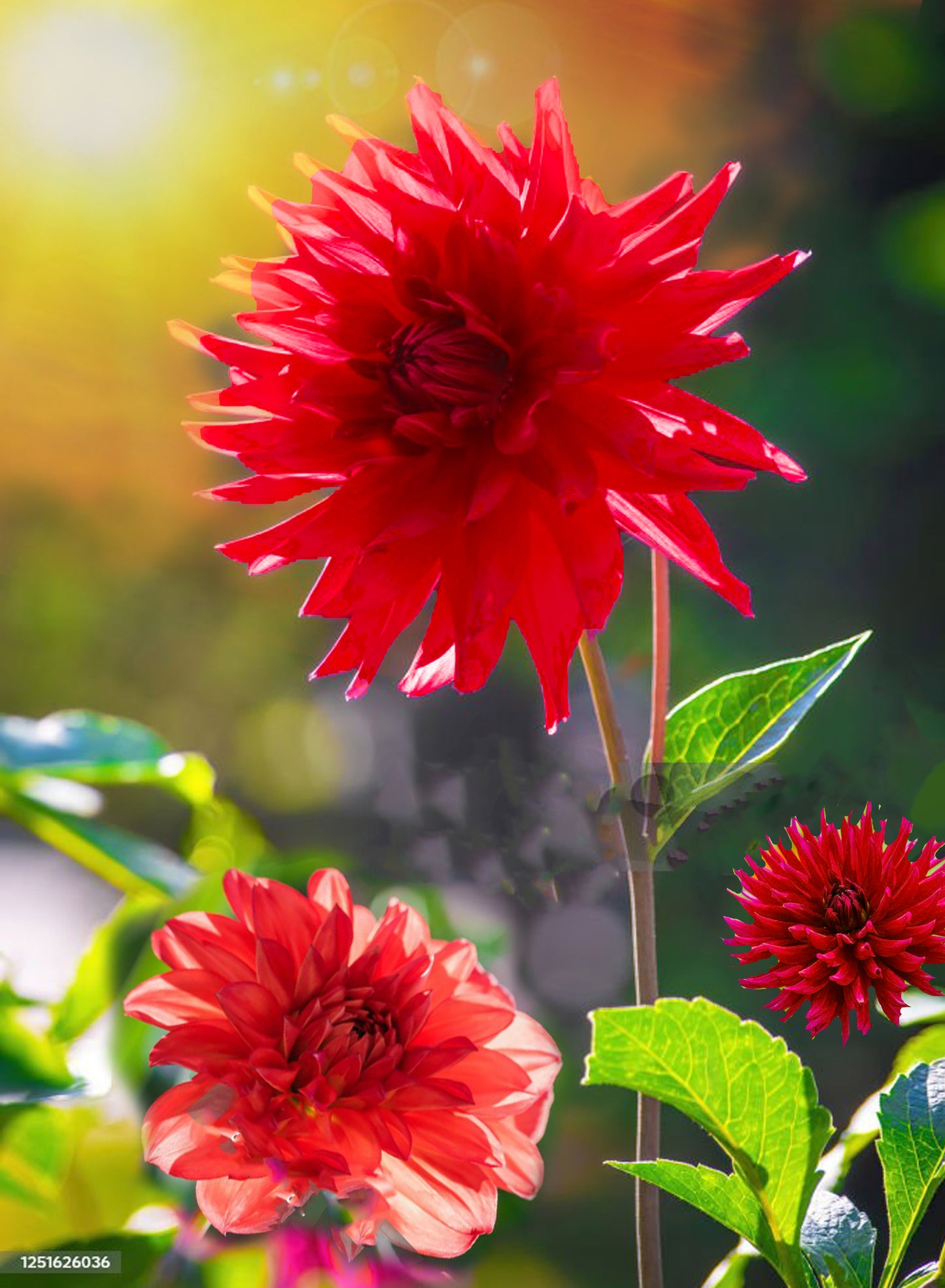 Maroon Dahlias on Yellow Sunset Watercolor Painting. Commissioned