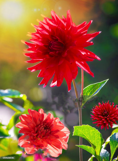 Maroon Dahlias on Yellow Sunset Watercolor Painting. Commissioned