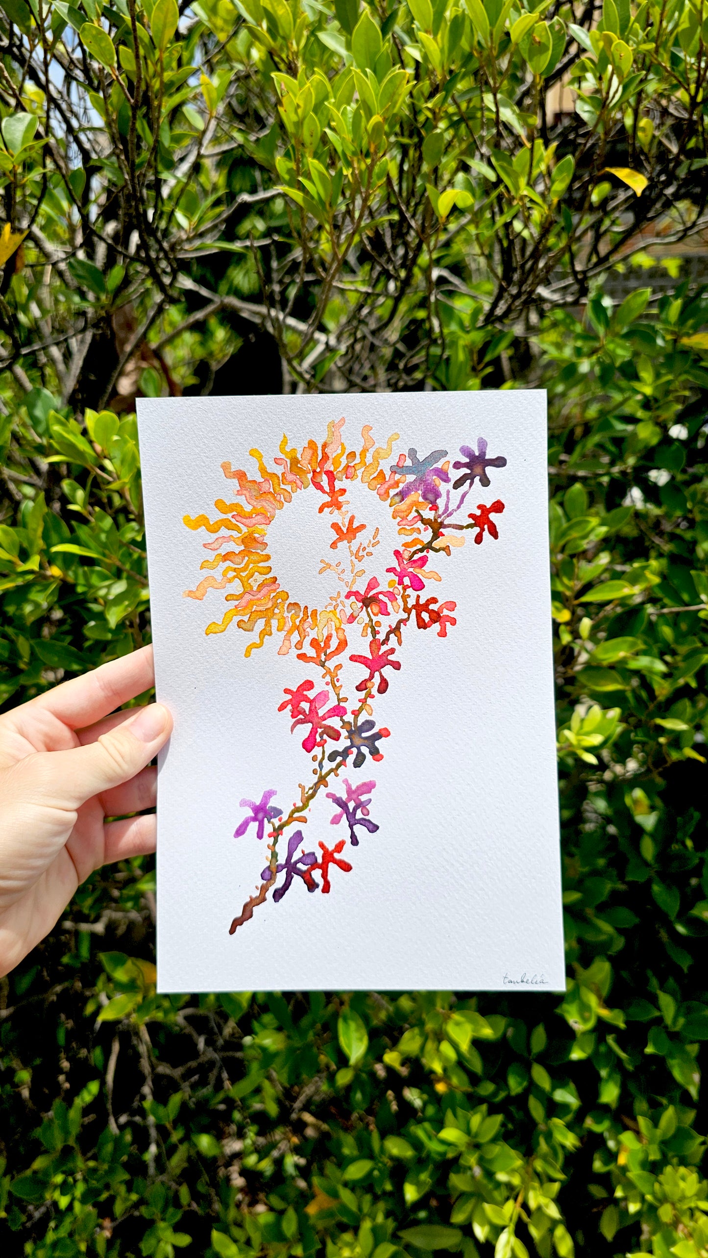 Mushroom Greeting Cards