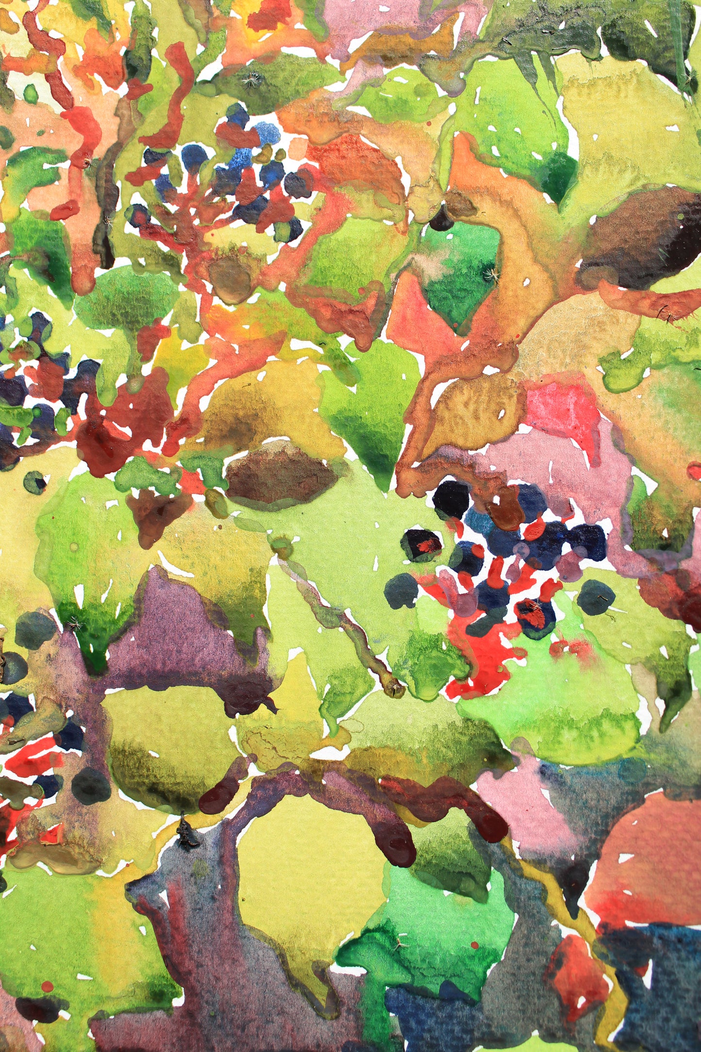 Elderberry Bush Watercolor Painting by Tanbelia